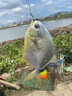 海霸王魚籽魚豆腐 鱻宴 125g 火鍋食材 火鍋丸子 燒烤食材 關(guān)東煮食材 曬單實(shí)拍圖