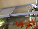 闊庭（KUOTING） 魚缸懶人魚缸家用客廳辦公室金魚缸過濾魚缸藍(lán)色款 曬單實(shí)拍圖