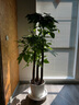 植男植女步步高造型發(fā)財樹(shù)大棵盆栽客廳室內大型綠色植物辦公室源頭直發(fā) 曬單實(shí)拍圖