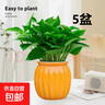 【綠蘿盆栽帶精致南瓜儲(chǔ)水盆】吸甲醛凈化空氣水培綠植物花卉好養(yǎng) 【熱銷5盆】綠蘿+橙色南瓜盆自吸水 整體含盆高度20-25cm 曬單實(shí)拍圖