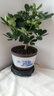 想開(kāi)七葉蓮盆栽生肖虎植物四季綠植室內(nèi)客廳老樁盆景鴨腳木好養(yǎng)活 [五年老樁]七葉蓮+青花816+Pvc接 帶盆栽好 曬單實(shí)拍圖