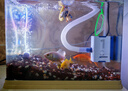 森森（SUNSUN）耀藍(lán)魚(yú)缸水泵小型潛水泵過(guò)濾泵抽水泵YQP-500 6W 曬單實(shí)拍圖