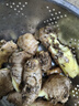 河南新鮮小黃姜產(chǎn)地直發(fā)新鮮現(xiàn)挖小黃姜生姜調(diào)味料新鮮蔬菜生鮮 小黃姜帶箱9斤裝 曬單實拍圖