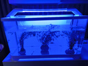 闊庭（KUOTING）魚缸背濾款客廳2025新款過濾制氧一體機桌面家用生態(tài)造景魚缸白色 曬單實拍圖