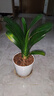 君子蘭盆栽四季老苗花卉植物室內(nèi)庭院水培綠植好養(yǎng)圓頭和尚大小苗 金冠君子蘭10-12片原盆原土+送 含盆 曬單實(shí)拍圖