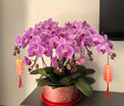 Only you【兩小時(shí)達(dá)】蝴蝶蘭帶花苞花劍花盆真花蘭花盆栽開業(yè)喬遷佛堂供花 6株紫色（瓷盆隨機(jī)） 曬單實(shí)拍圖