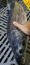 佳釣?zāi)幔↗IADIAONI）伏魔釣傘拐杖釣魚傘遮陽傘萬向戶外防曬 2.4米 伏魔扣花傘 直柄款 曬單實拍圖