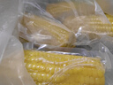 京鮮生東北黃糯玉米棒200g×8根 甜黏玉米 多種包裝隨機發(fā)貨 源頭直發(fā) 曬單實(shí)拍圖