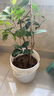 桂花樹(shù)苗盆栽室內四季桂花卉植物金桂丹桂庭院大樹(shù)濃香型綠植開(kāi)花 【金桂】 粗1cm 高0.8-1米土球發(fā)貨 曬單實(shí)拍圖