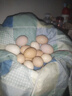 泰和正宗原種烏雞蛋白鳳烏骨雞受精卵種蛋10枚可孵化小雞出殼 5枚 曬單實(shí)拍圖