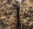 昭通天麻;ZHAOTONG RHIZOMA GASTRODIAE天麻 云南昭通新鮮天麻 小草壩深山老林烏天麻 滋補(bǔ)食材 非 黃金 大果（4-5個(gè)每斤） 1斤試吃 曬單實(shí)拍圖
