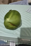青茄子新鮮現摘河南當季農家綠青皮茄子5斤大圓茄子蔬菜可生吃包 1500g 曬單實(shí)拍圖