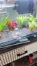 水草植物魚(yú)缸水培蜈蚣草水上造景凈化水質(zhì)專(zhuān)用綠菊水榕養魚(yú)免打理 入缸成景套餐（適合30-40CM缸） 曬單實(shí)拍圖