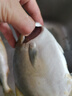 賣魚七郎 國產(chǎn)冷凍金鯧魚凈重2.1斤 共3條 海魚 生鮮 魚類 海鮮水產(chǎn) 曬單實拍圖
