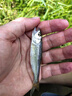 天元武漢天元浮釣鰱鳙二代餌料鄧剛釣魚餌花白鰱大頭魚手竿新品垂釣餌 天元浮釣鰱鳙2代 曬單實(shí)拍圖