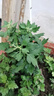 帶花苞菊花盆栽菊花苗九月菊千頭菊四季球菊四季開花室內(nèi)花卉植物 開封紅（帶花苞發(fā)貨） 不含盆 曬單實(shí)拍圖