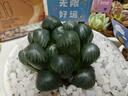 墨一教師節(jié)禮物多肉植物組合盆栽室內(nèi)好養(yǎng)辦公室桌面花卉幼兒園盆栽 花瓣盆A（贈(zèng)插牌5件套） 帶盆栽好 曬單實(shí)拍圖
