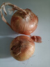 新鮮黃洋蔥黃金水果洋蔥即食蔬菜調(diào)料燒烤食材 新鮮黃洋蔥 500g 含箱 曬單實(shí)拍圖