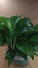 雙盟綠蘿盆栽除甲醛花卉綠植辦公室新房凈化空氣180加侖4盆裝源頭直發(fā) 曬單實拍圖