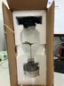【四葉草鐵樹(shù)盆栽】年宵花?墨西哥鐵桌面微盆景掌上盆栽客廳幸運(yùn) 喚醒屋四葉草（8-12cm高）+底座 曬單實(shí)拍圖