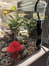 創(chuàng)寧魚缸石英變頻加熱棒 CN-605-100W 低水位烏龜小型迷你自動恒溫器 曬單實拍圖