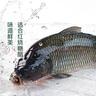  鮮活大鯉魚1-1.25kg/條 曬單實(shí)拍圖