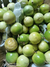 欽蜜9號(hào)百香果苗廣西純甜黃金樹(shù)苗庭院盆栽種植當(dāng)年結(jié)果帶土四季 10顆 欽蜜九號(hào)黃金百香果 30—40cm 曬單實(shí)拍圖