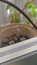 三思夾子植物燈led室內全光譜綠植盆栽花卉分區補光燈-20W二頭定時(shí) 曬單實(shí)拍圖