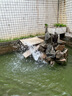 老漁匠魚(yú)池循環(huán)過(guò)濾器水泵戶(hù)外假山流水噴泉抽水吸水不銹鋼大流量潛水泵 【新一代】200瓦流量每小時(shí)8000升5米揚程 池塘泵-直通式 曬單實(shí)拍圖