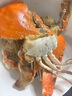 舟山梭子蟹鮮活特大野生大螃蟹新鮮冷凍海鮮水產(chǎn)海蟹飛蟹白蟹順豐 5-7兩/只【4斤 個(gè)大肉多】 曬單實(shí)拍圖