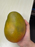 京鮮生 攀枝花凱特芒果 凈重4.5斤 單果600g 生鮮水果 源頭直發(fā) 曬單實拍圖