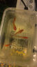 孔雀魚(yú)精品純種魚(yú)苗觀(guān)賞魚(yú)金魚(yú)熱帶小型淡水好養耐活斑馬鳳尾小魚(yú) 【繁殖組】美國全紅 1公2母 曬單實(shí)拍圖