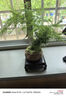 泰西絲文竹盆景桌面綠植盆栽 文竹+綠哥窯冰裂盆+苔蘚+方托 源頭直發(fā) 曬單實(shí)拍圖