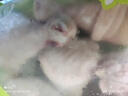 圣農雞琵琶腿2斤/袋冷凍炸雞腿烤雞腿鹵雞腿清真冷凍生鮮 白羽雞 曬單實(shí)拍圖