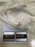 鹿凌青 東海冰鮮大鯧魚(yú) 銀鯧魚(yú) 金鯧魚(yú) 平魚(yú) 海鮮水產(chǎn)魚(yú)類(lèi) 500-600g /條 【大白鯧】2條（300-400g/條） 精選 曬單實(shí)拍圖