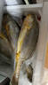 鮮京采 冷凍三去黃花魚(寧德大黃魚)1700g (5條裝)  禮盒  生鮮 海魚 曬單實拍圖