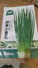 北蔬四季小蔥小香蔥種子種苗家庭種植蔬菜種籽 四季小香蔥種子2000粒 曬單實拍圖