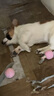 迪普爾狗狗玩具小型犬幼犬小狗自己玩解悶發(fā)聲耐咬磨牙棒軟硅膠泰迪玩具 曬單實(shí)拍圖