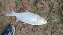 神鯊湖庫王5.4米魚(yú)竿超輕超硬碳素釣魚(yú)竿手竿臺釣竿鯉魚(yú)桿鯽魚(yú)竿漁具 曬單實(shí)拍圖
