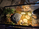 添悅烏龜飼養缸超白玻璃生態(tài)水陸底排水造景烏龜缸蛙蟹專(zhuān)用帶蓋魚(yú)缸 40cm生態(tài)兩棲景觀(guān)缸【底排缸+造景】 曬單實(shí)拍圖