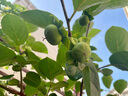 臻牧（zhenmu） 羊奶粉中老年成人無蔗糖高鈣富硒益生菌羊奶粉老年人罐裝820g 曬單實(shí)拍圖