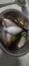 民間藝人魚(yú)鉤子線(xiàn)雙鉤成品仕掛鉤成品子線(xiàn)魚(yú)鉤綁好金袖鉤手工綁制魚(yú)線(xiàn)線(xiàn)組 升級款金袖有刺4號配0.8子線(xiàn) 曬單實(shí)拍圖