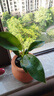 特價(jià)大葉金鉆綠公主盆栽植物除甲醛綠植辦公室四季常青室內(nèi)擺放花 【1盆】金鉆+基地原盆 含盆高度15-20厘米 曬單實(shí)拍圖