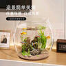 飛達(dá)三和烏龜飼養(yǎng)缸家用魚缸客廳小型養(yǎng)烏龜專用箱生態(tài)造景曬爬臺(tái)桌面龜缸 烏龜缸-巨無霸【超清8K高透/防摔不壞】 曬單實(shí)拍圖