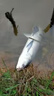 魚(yú)誘青魚(yú)餌料釣大青魚(yú)專(zhuān)用田螺肉野釣黑坑盤(pán)老板大毛老師推薦四季通用 1瓶【大螺肉】青魚(yú)最?lèi)?ài) 曬單實(shí)拍圖