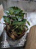 無花苞金魚花吊蘭盆栽四季開花綠植室內陽臺耐寒熱植物 （聚財金魚)混色原盆栽好 曬單實拍圖