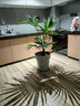 大葉蒲葵盆栽室內客廳觀(guān)葉植物凈化空氣棕扇葉耐陰好養活綠植盆景 蒲葵50厘米不含盆 曬單實(shí)拍圖