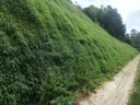 頡錚狗尾草種籽礦山復綠野草種子四季護坡草籽耐旱耐寒綠化草坪高羊茅 護坡狗尾草1斤 曬單實(shí)拍圖