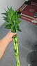 富貴竹水培植物客廳招財(cái)綠植室內(nèi)盆栽觀音竹粗桿帶根轉(zhuǎn)運(yùn)竹發(fā)財(cái)竹 【熱銷】富貴竹70-80cm【10棵+營養(yǎng)液】 曬單實(shí)拍圖
