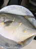 環(huán)球水產(chǎn)南海大規(guī)格金鯧魚550g1條 BAP認證 海魚 生鮮魚類 火鍋 海鮮水產(chǎn) 曬單實拍圖